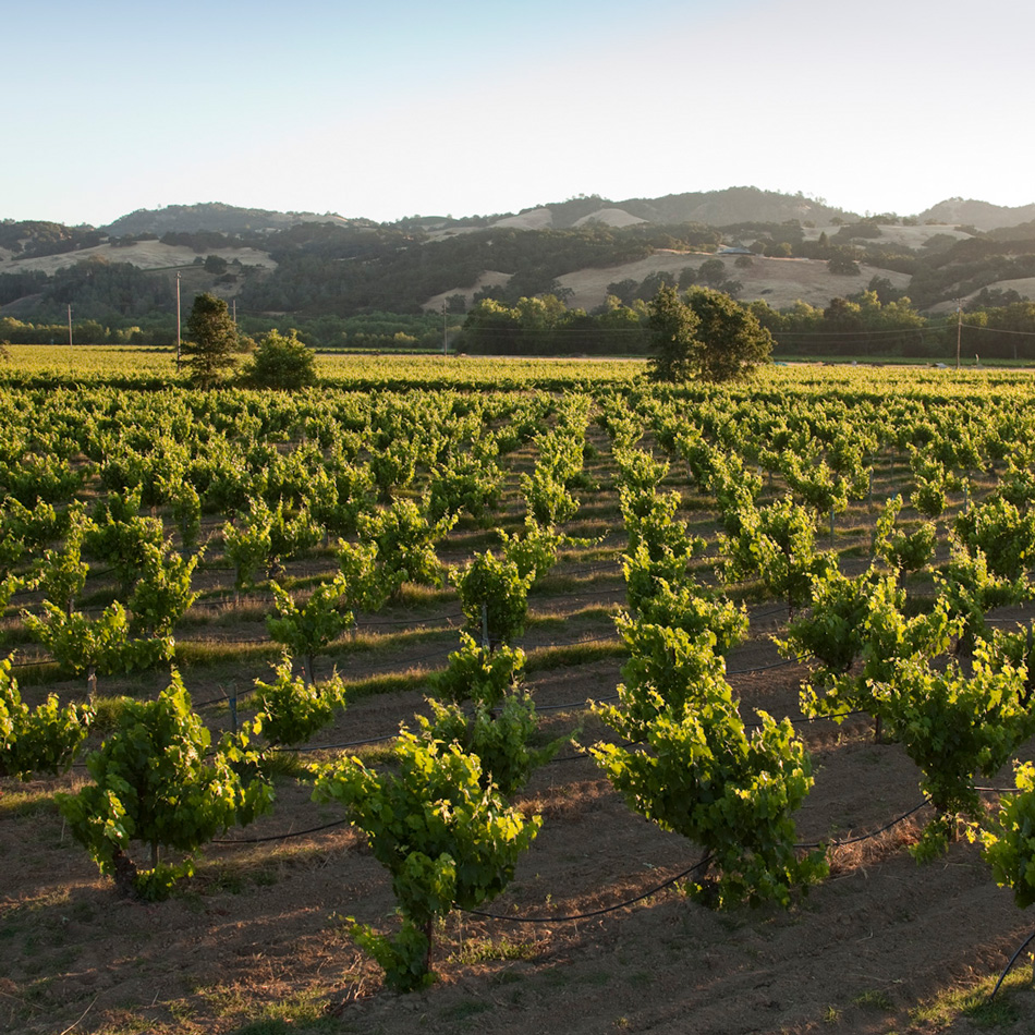 Chianti Station Vineyard