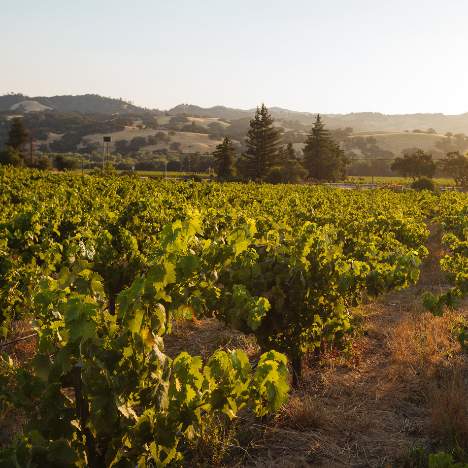 Home Ranch Vineyard