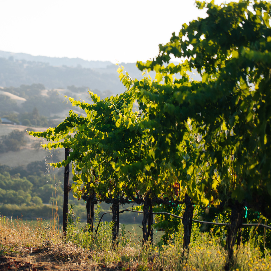 Rattlesnake Vineyard