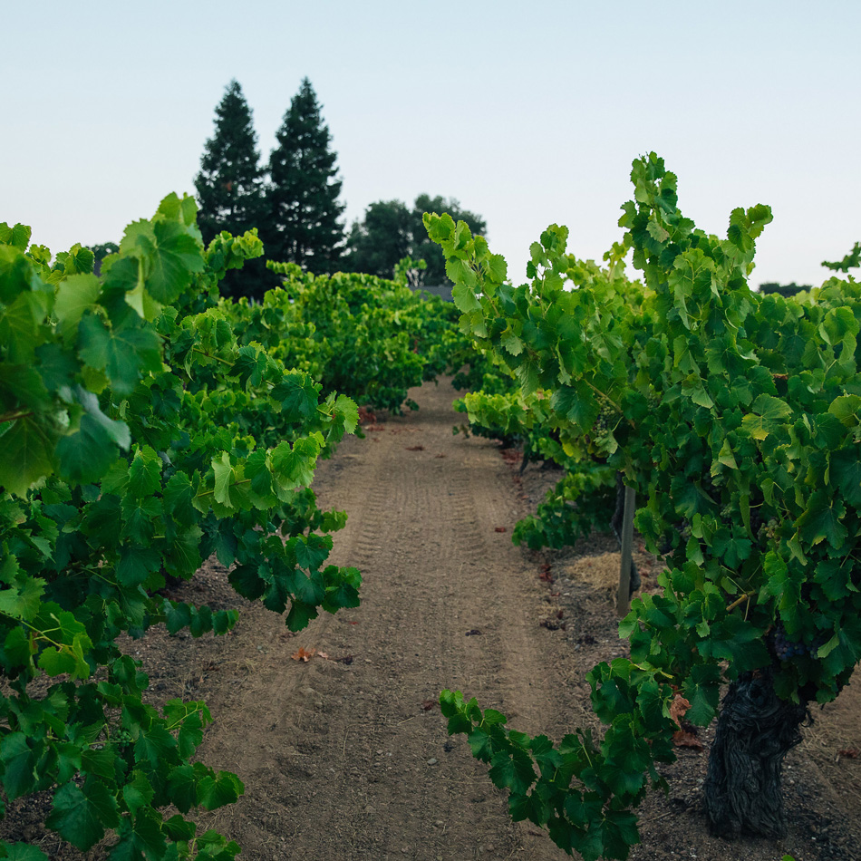 Saini Farms Vineyard