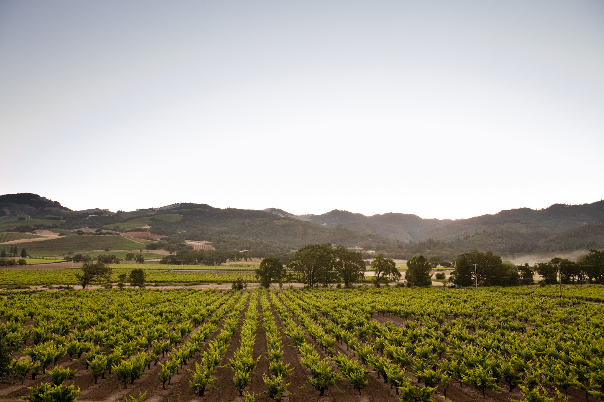 Pagani Ranch vineyard view, with head-trained vines stretching out to oak trees and hills