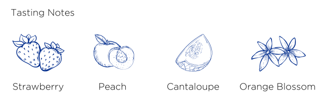 Rosato Tasting Notes include: Strawberry, Peach, Cantaloupe, and Orange Blossom